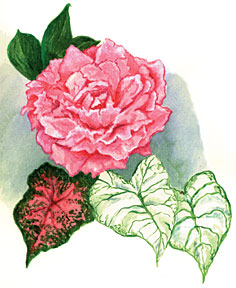 carnation.jpg