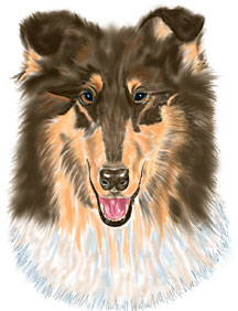 collie.jpg