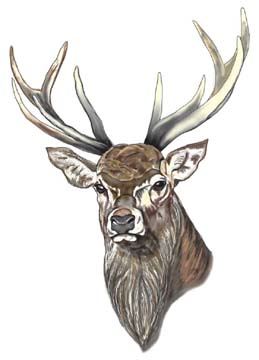 deer.jpg