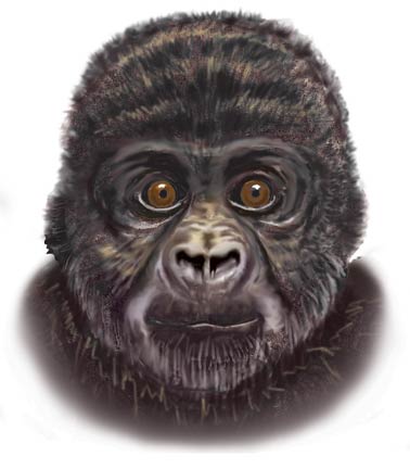 gorilla.jpg