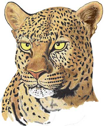 leopard.jpg