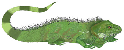 lizard.jpg