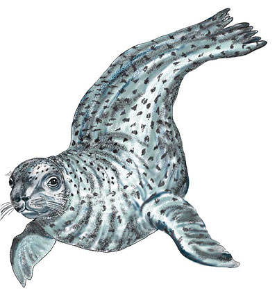 seal.jpg