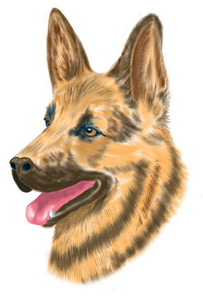 shepadult.jpg