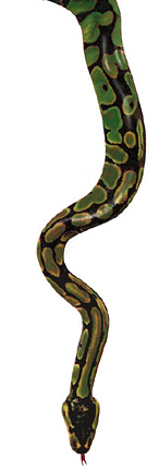 snake.jpg