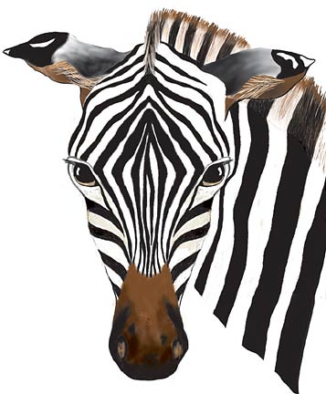 zebra.jpg